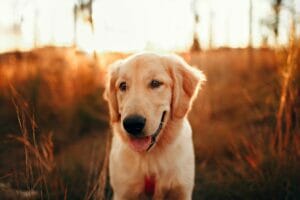 pets cover portugal residency advisors 2
