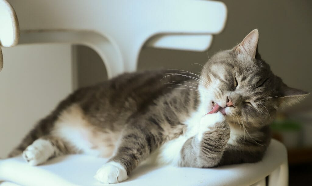 pets cat portugal residency advisors