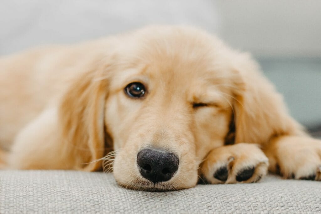 pets cover portugal residency advisors