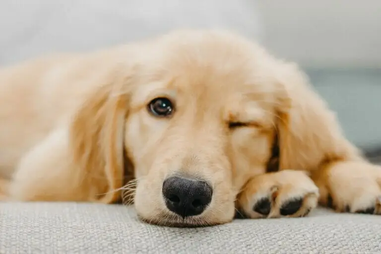 pets cover portugal residency advisors