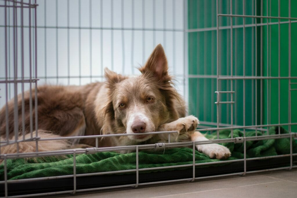pets crate portugal residency advisors