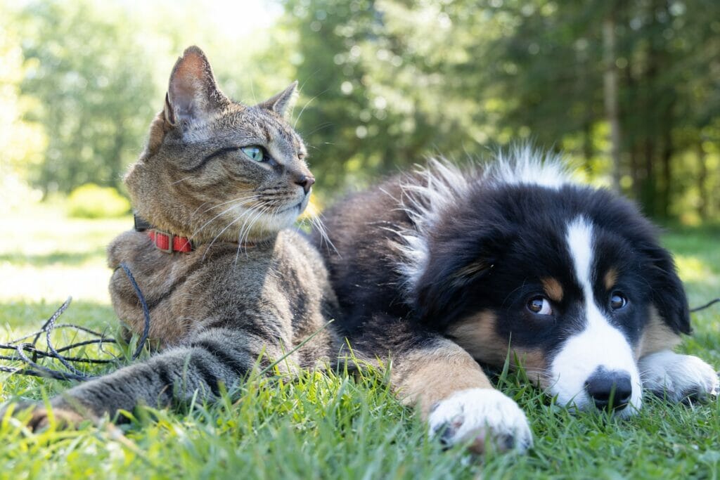 pets dog cat portugal residency advisors