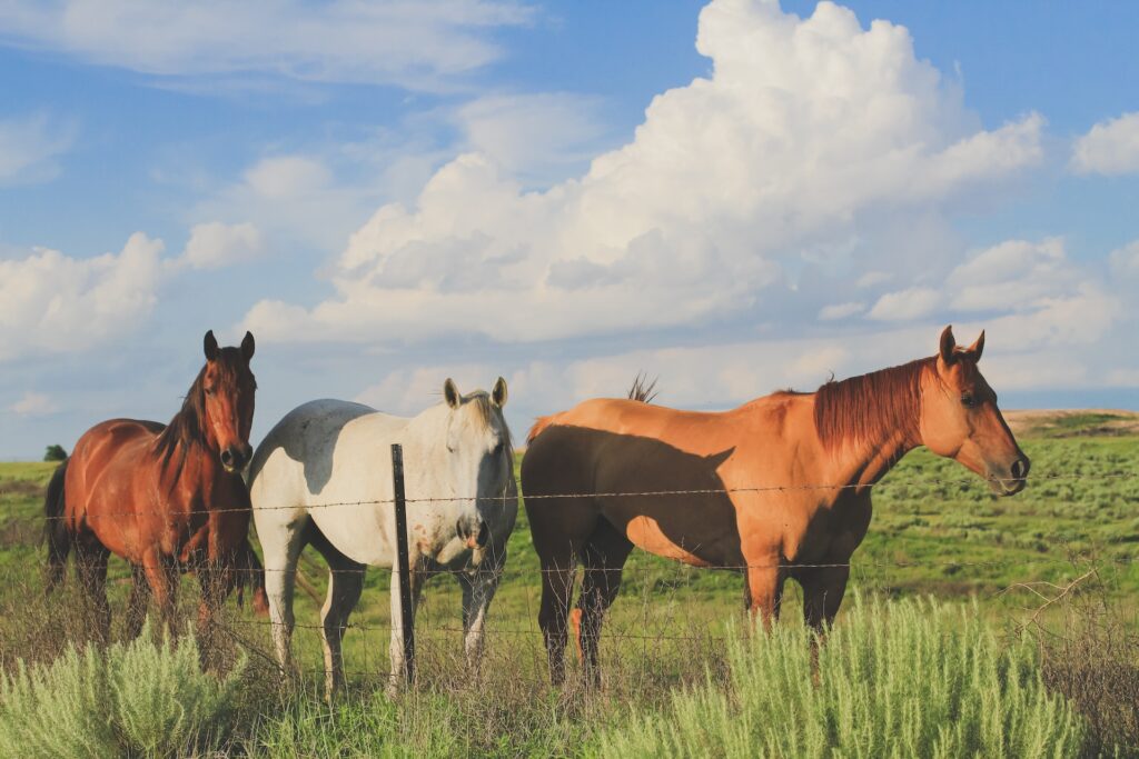 equestrian pastures portugal residency advisors