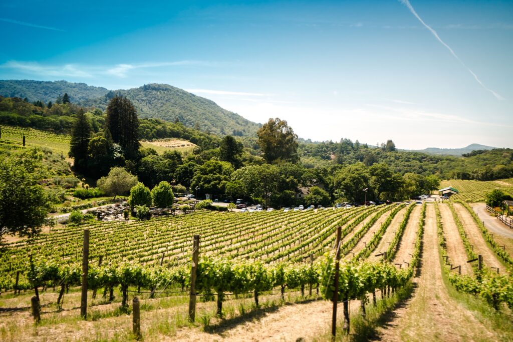 vineyards in Portugal douro valley