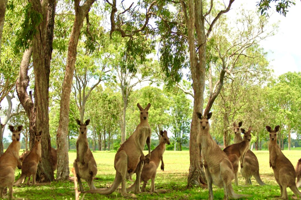 kanguru in Australia