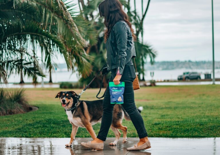 dog walking