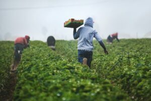 migrants
